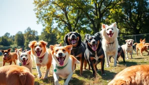 Experience the joy of dogs playing together at Kate's K9 Pet Care's vibrant pet park.